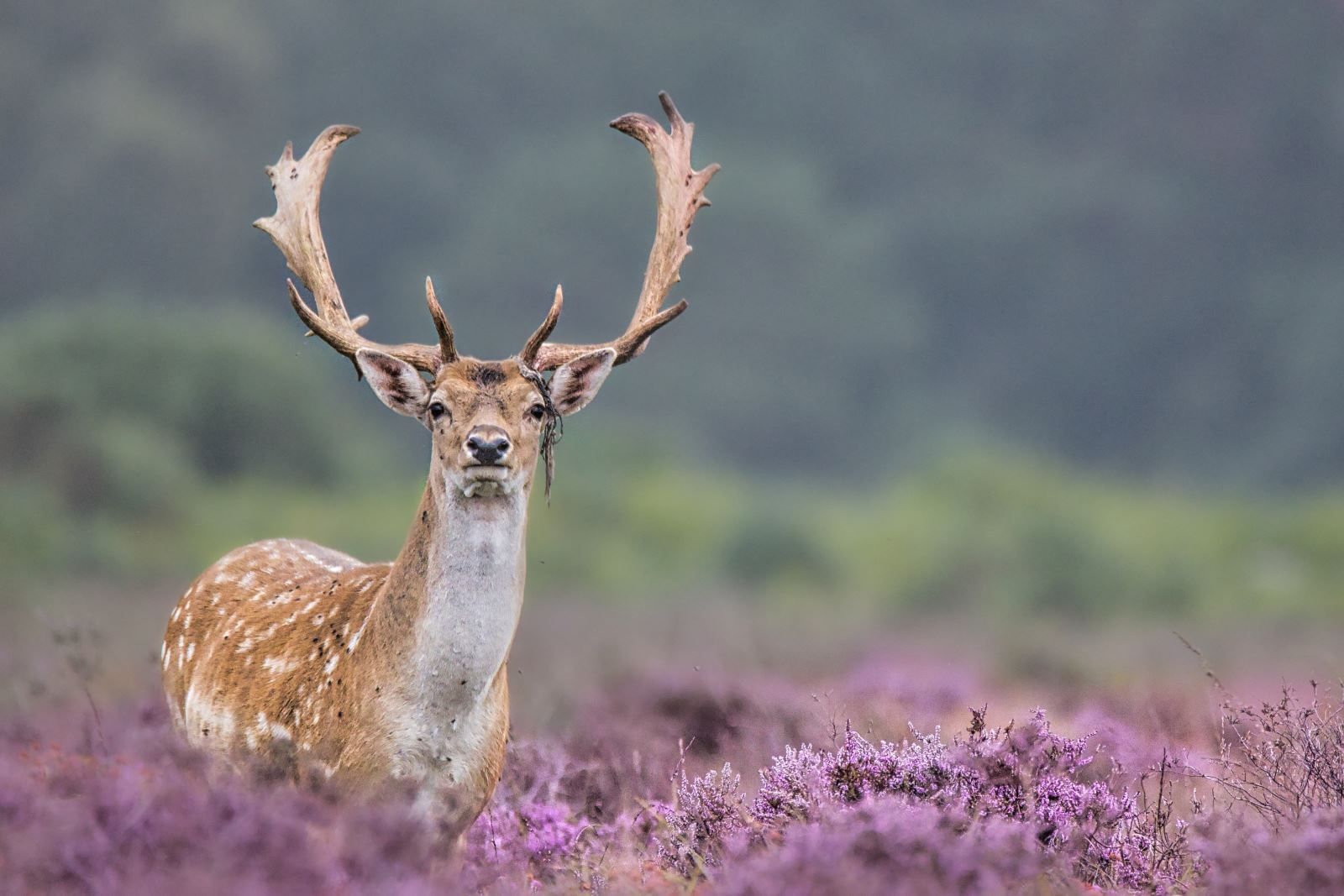 Deer in the New Forest